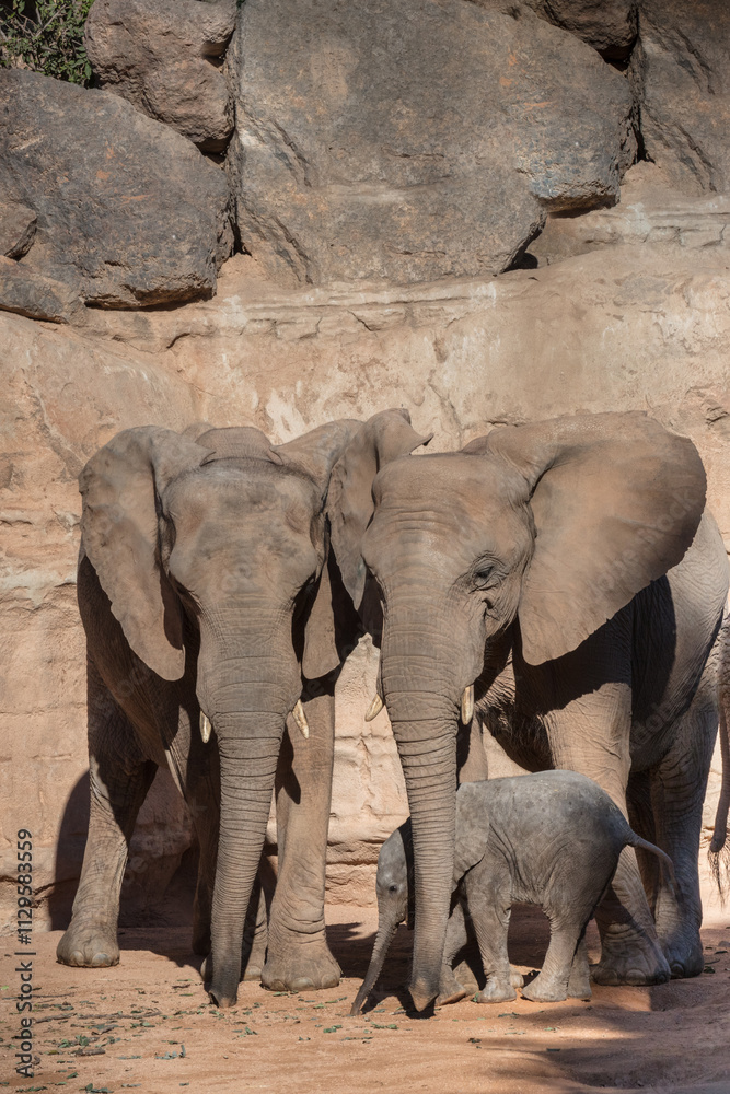 Naklejka premium elephants in Valencia Biopark, Spain