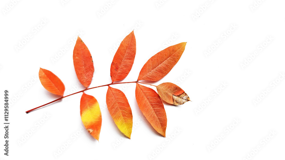 Naklejka premium Isolated on white background, the Terebinth tree leaf, also known as Pistacia terebinthus, hailing from the Mediterranean, flourishes in rocky soils. It's used for resin, herbal medicine, and more.