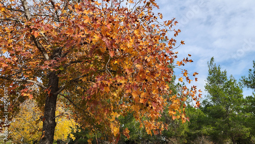 Leaves of the oriental sweetgum tree (Liquidambar orientalis) in autumn