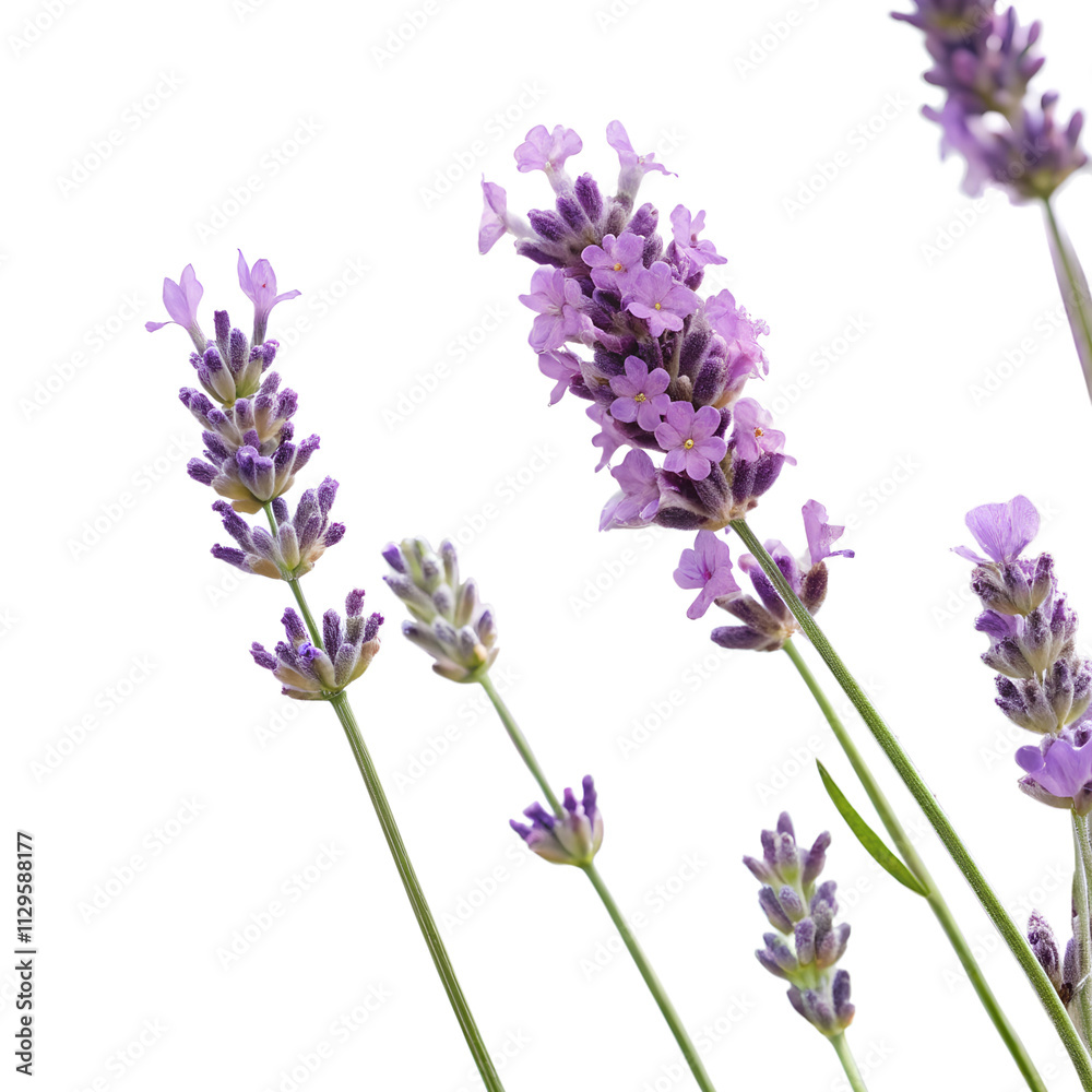 A charming bouquet of lavender a transparent background. Perfect for design projects, cosmetics, medical themes, and creative endeavors. A charming bouquet of lavender a transparent background. Perfect for design projects, cosmetics, medical themes, and creative endeavors.
