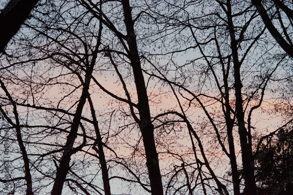 sunset in the forest sunset in the forest
