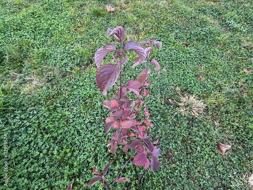 Close-up of Cornus alba autumn colour leaves. Baton Rouge, Tatarian dogwood, the red-barked, white or Siberian dogwood. Purple, yellow, orange, green, red leaf colours. Family Cornaceae.
 photo