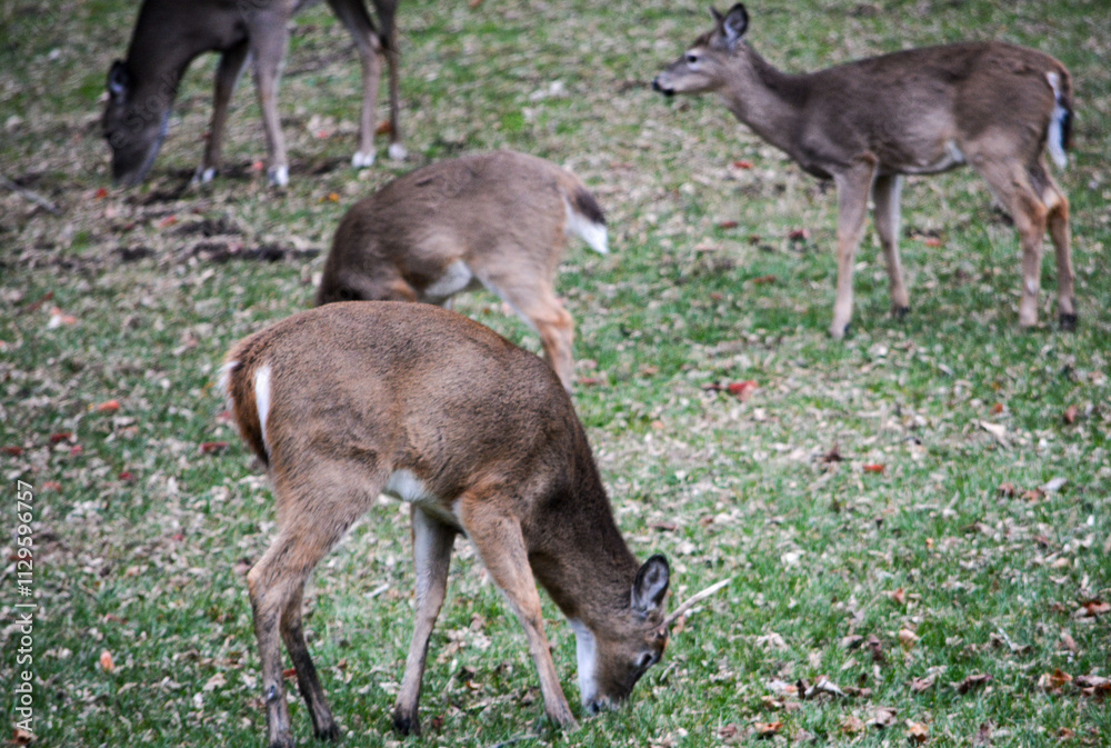 Little 1 Horn buck showed up. Does have little patience for his antics. Little 1 Horn buck showed up. Does have little patience for his antics.