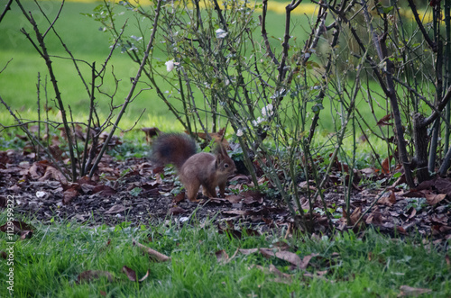 Jardin remarquable Placide Massey, paysagiste du roi, à Tarbes, Hautes-Pyrénées, Occitanie, France