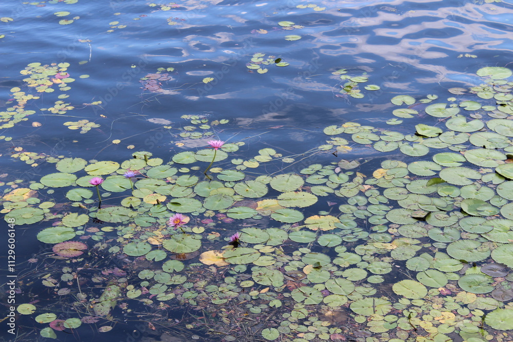 water lily in the pond water lily in the pond