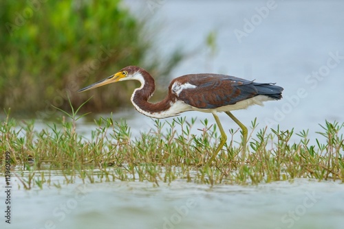 Obraz na plátně Tricolored heron, Egretta tricolor, J