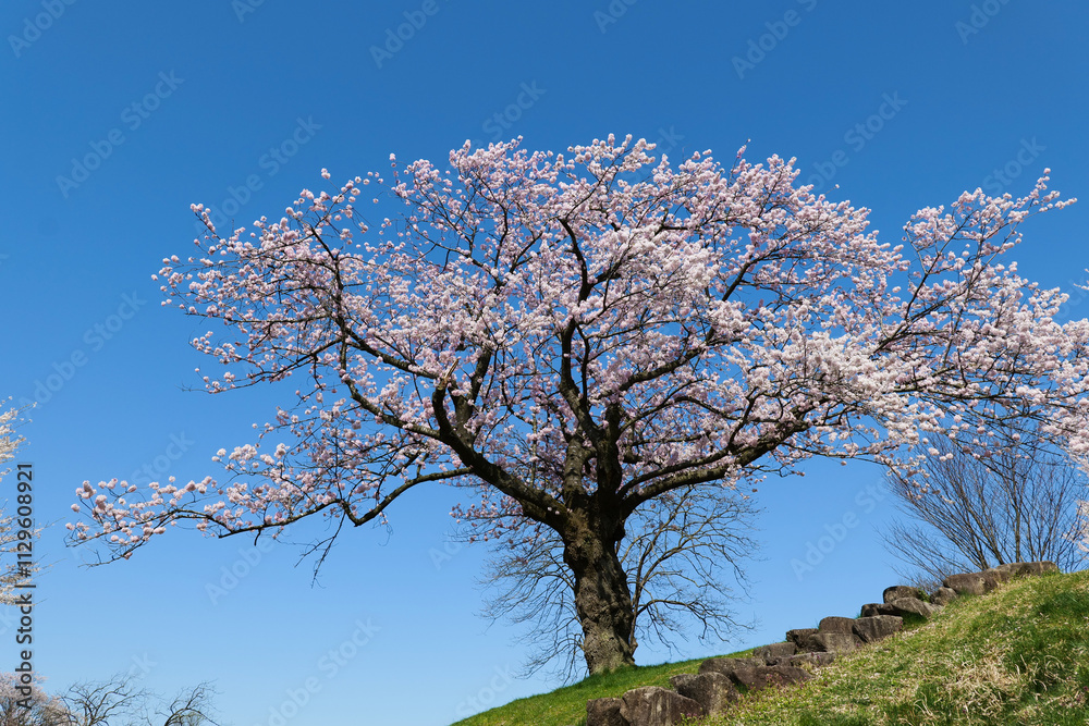 桜満開の呉羽山公園都市緑化植物園 桜満開の呉羽山公園都市緑化植物園