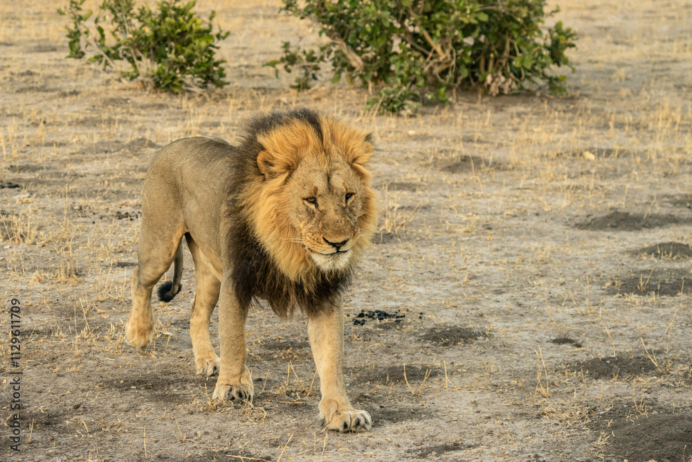 Big lion lying on savannah grass. Landscape with characteristic trees on the plain and hills in the background Big lion lying on savannah grass. Landscape with characteristic trees on the plain and hills in the background