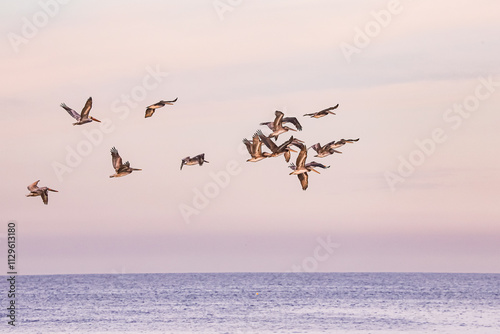 Flock of pelicans flying through sky Imperial Beach California 