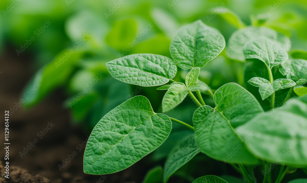 A bunch of green plants are growing in the dirt. The plants are small and green, and they are growing in a field A bunch of green plants are growing in the dirt. The plants are small and green, and they are growing in a field