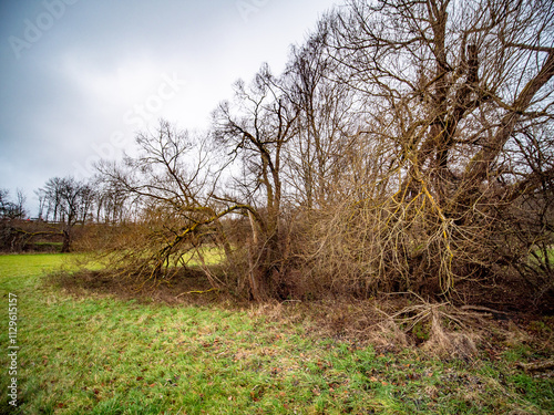 Brüchige und kahle Obstbäume im Winter photo