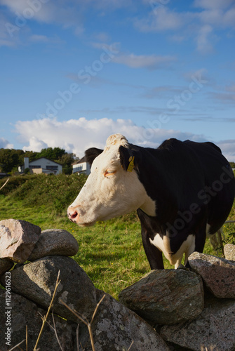 A cow in a field...