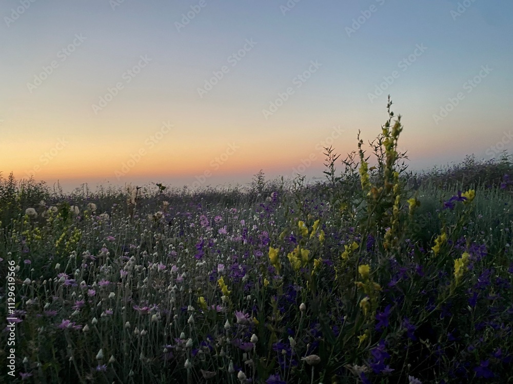 Naklejka premium lavender field in the morning