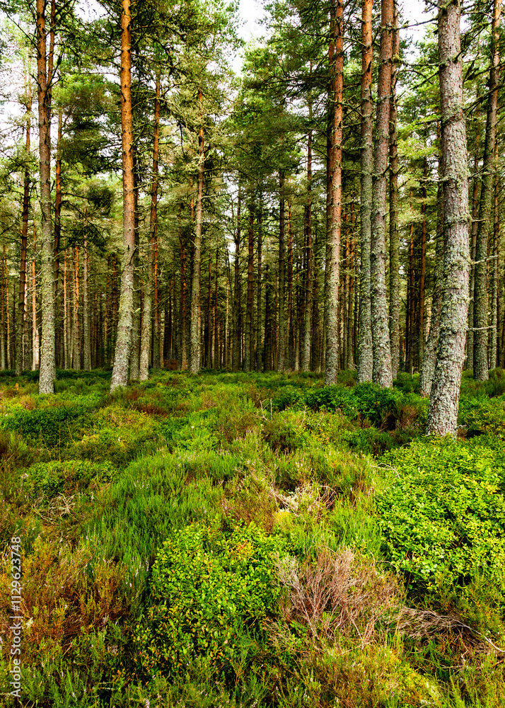 Obraz premium the forest