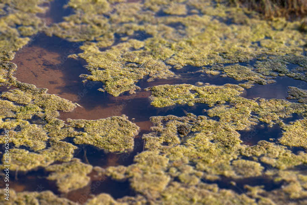 Close-up of green algae growing on the surface of stagnant water, indicating eutrophication in a natural wetland habitat