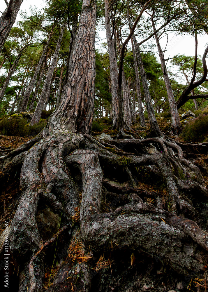 Fototapeta premium roots of a tree