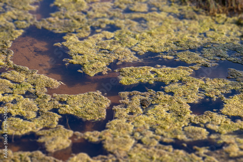 Obraz na płótnie Close-up of green algae growing on the surface of stagnant water, indicating eutrophication in a natural wetland habitat w salonie