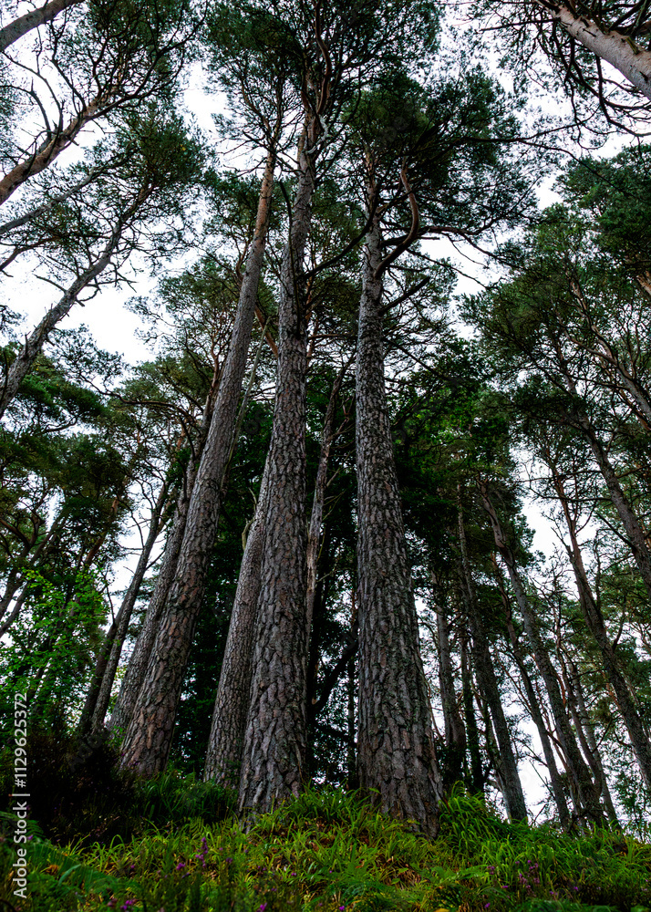 Fototapeta premium pine forest in the morning