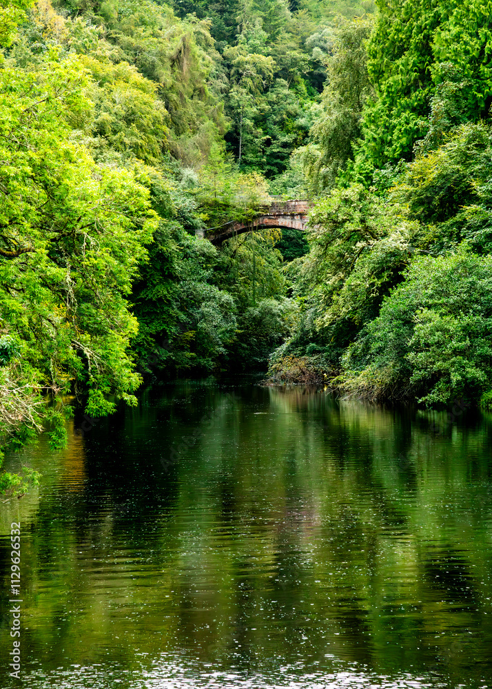 bridge and river in the forest
