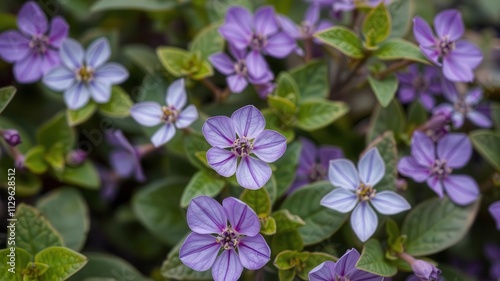 Vibrant purple flower petals and green leaves in a close-up shot, fresh, spring, colorful