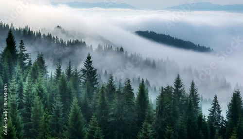 Thick layer of low clouds covering a lush coniferous forest on the mountain valley slopes