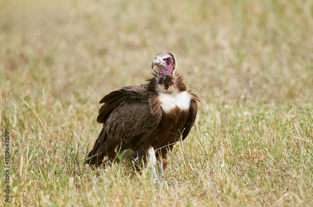 Hooded Vulture in Grassland, Tanzania