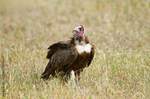 Hooded Vulture in Grassland, Tanzania photo