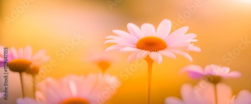 Wallpaper Mural A single daisy flower with pure white petals and a bright yellow center, standing tall against a vibrant yellow and pink gradient background Torontodigital.ca