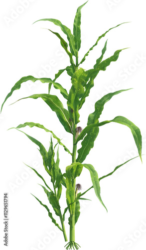 Side view of maize plants - corn