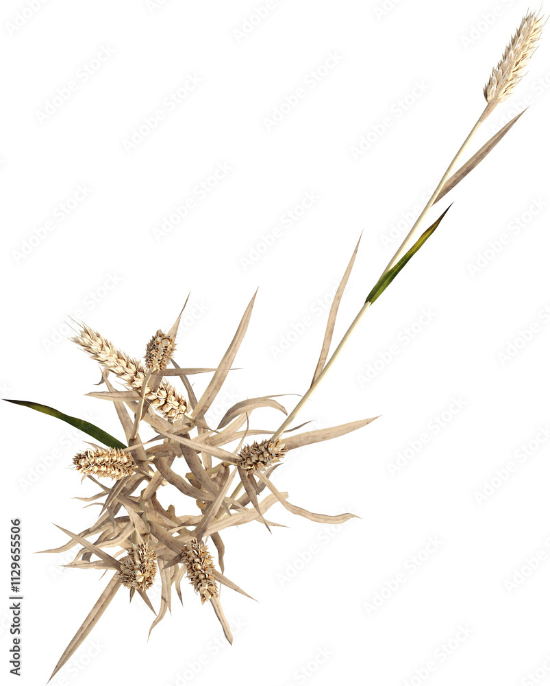 Top view of dried Wheat plant - Triticum Top view of dried Wheat plant - Triticum