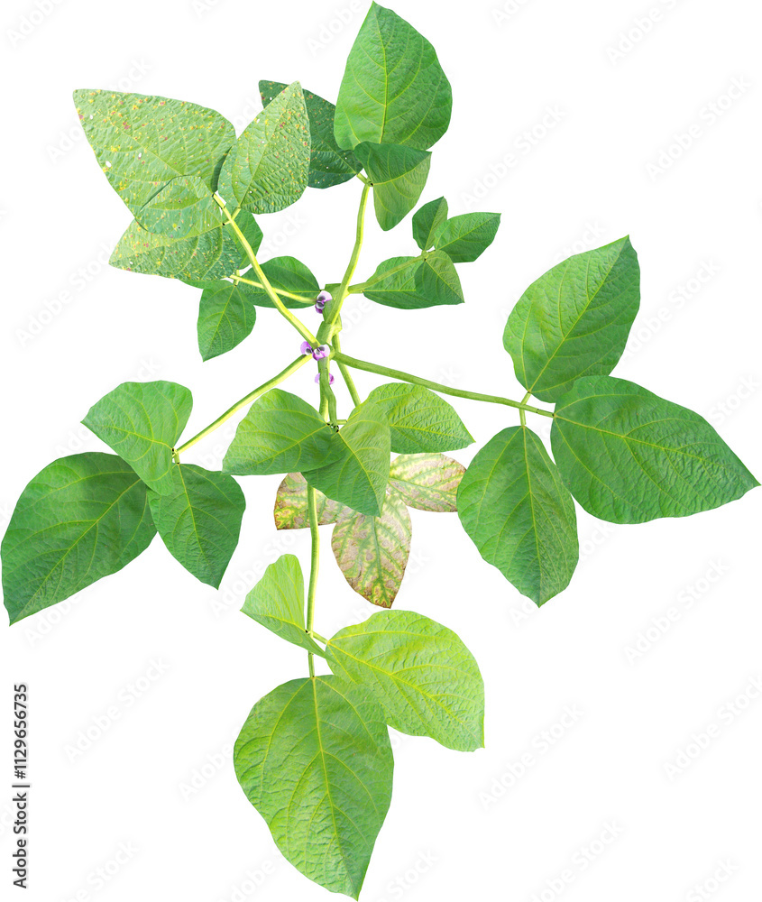 Fototapeta premium Top view of young soybean plant - Glycine