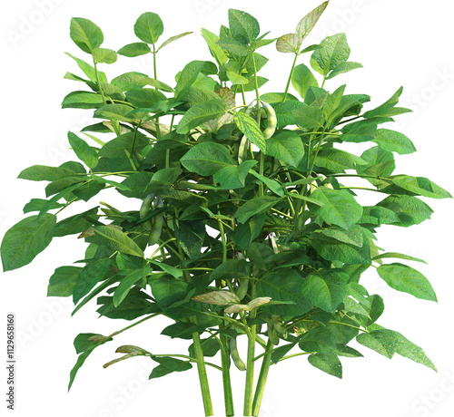 Side view of soybean plant - Glycine photo