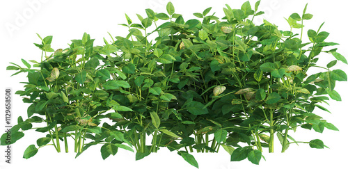 Side view of soybean plants - Glycine