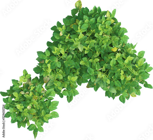 Top view of soybean plants - Glycine