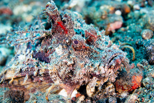 Well camouflaged Scorpionfish on the sea floor off Bali, Indonesia photo