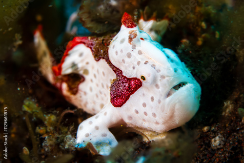 Close-up of a cute Clown (Warty) Frogfish (antennarius maculatus) on an Asian tropical coral reef photo