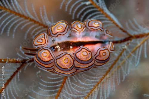 Donut Nudibranch (Doto greenamyeri) on a hydroid on a tropical coral reef in Bali, Indonesia photo