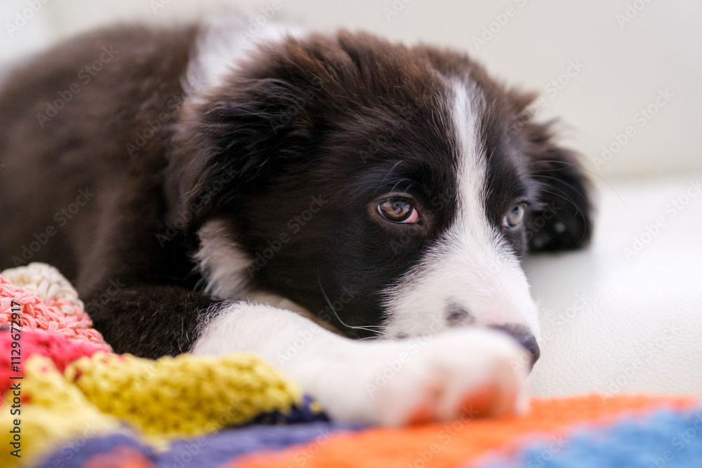 Border Collie puppy resting on white leather sofa with colorful blanket.