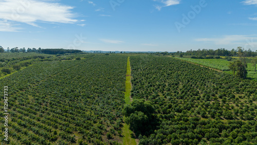 Yerba mate plantation in Argentina. On a sunny day.