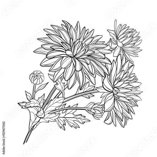 Vector chrysanthemum flowers, monochrome illustration, floral composition