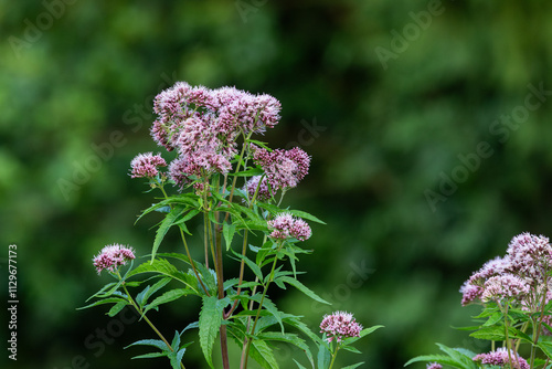 A large flowering Hemp-agrimony in a wet habitat on a summer evening in Estonia, Northern Europe