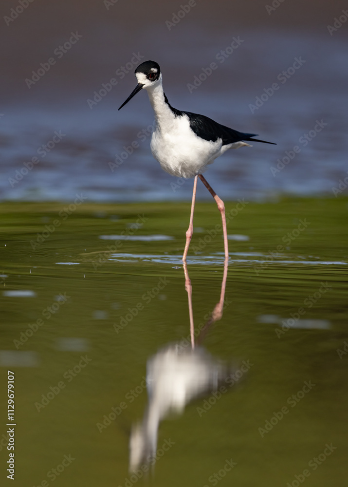Fototapeta premium A black-necked stilt in the rainforest of Costa Rica