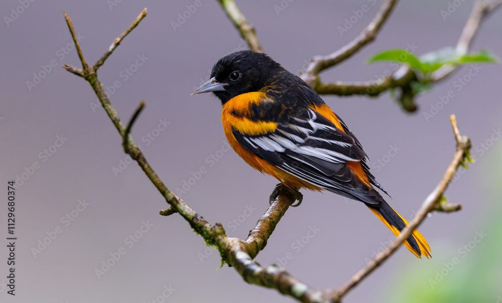 Obraz premium A Baltimore Oriole in Costa Rica
