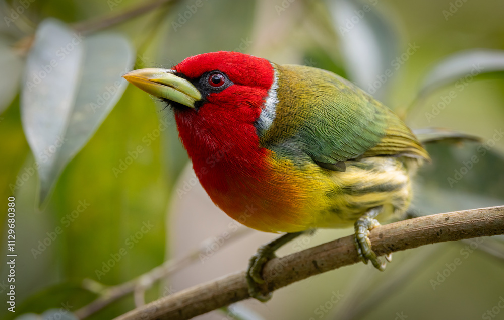 Obraz premium Red-headed barbet in Costa Rica 