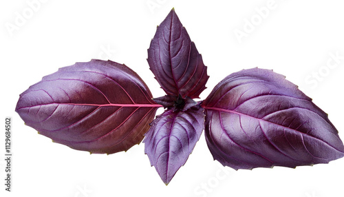Fresh purple basil leaves isolated on transparent background