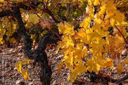 Close-up of bright autumn grape leaves. Plantation after harvest. Autumn, October, Southern Coast of Crimea. Viticulture, growing grapes. photo