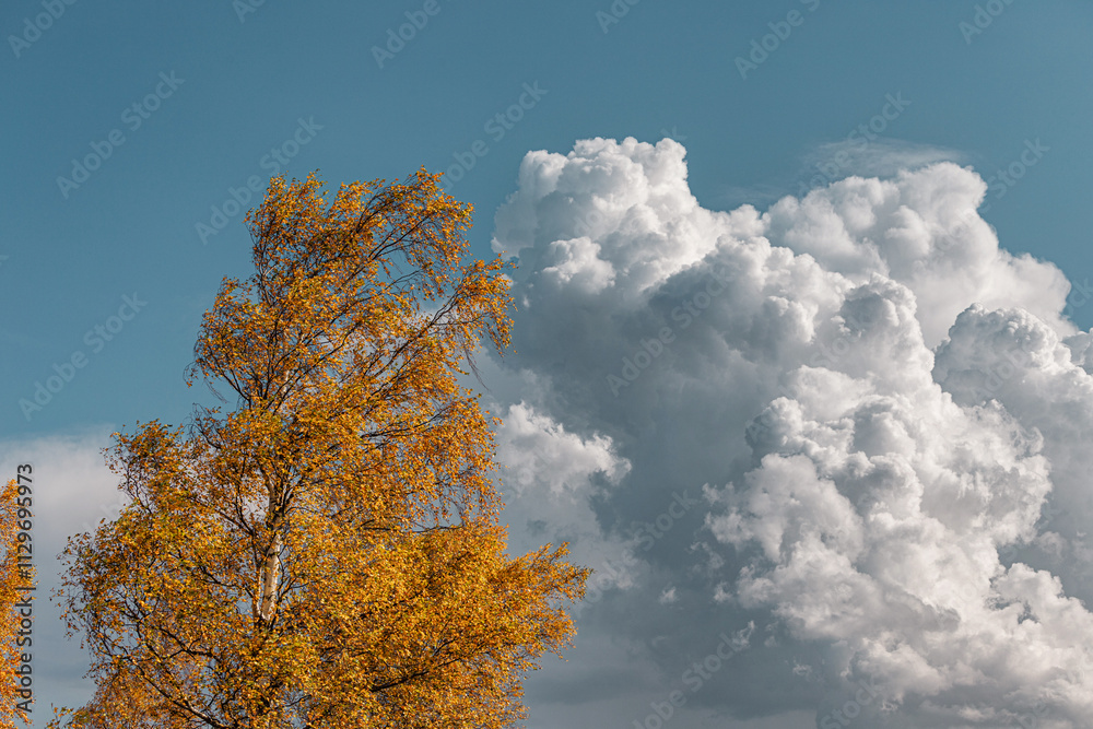 Golden Autumn Birch Swaying Beneath Towering Storm Clouds Golden Autumn Birch Swaying Beneath Towering Storm Clouds
