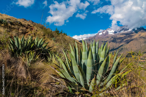 Urubamba village in Peru, Lares trek. Vegetation of the mountains in Peru. Peruvian dry soil and suculent plants growing on high altitude. Mountains of Peru landscape