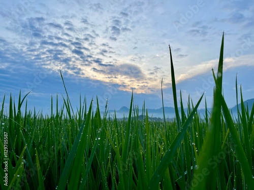 beautiful background of morning green rice, blue sky with beautiful white clouds