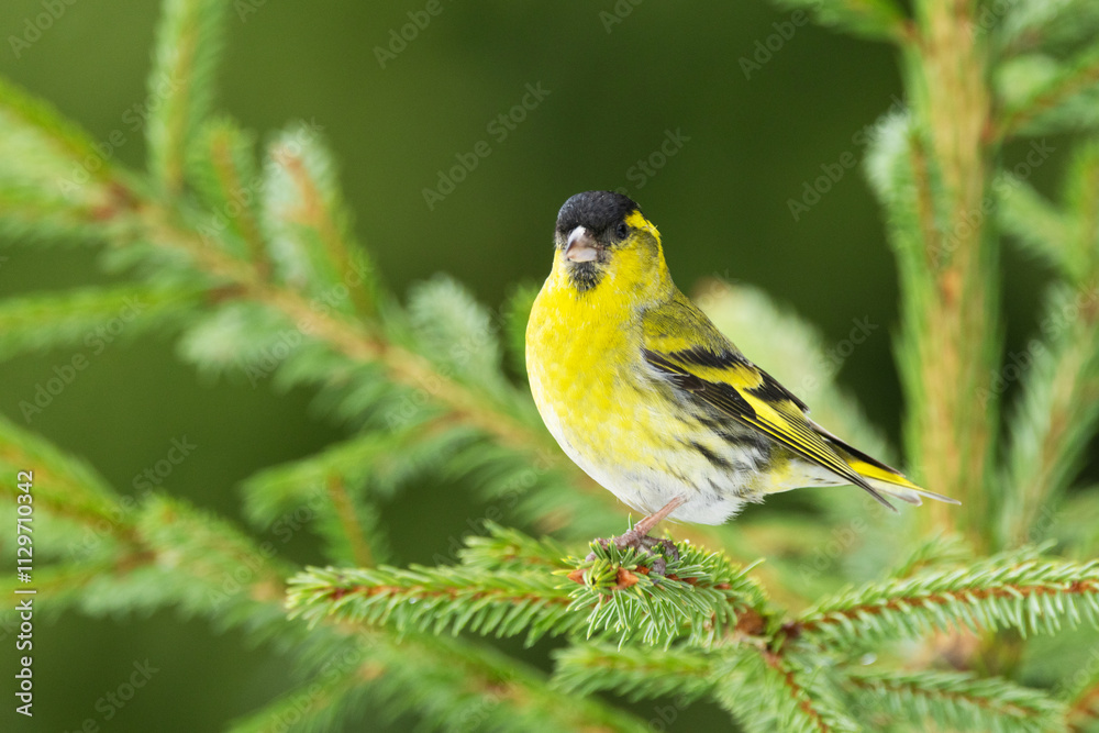 Small and curious Eurasian siskin perched on a Spruce branch on a spring day in Estonia, Northern Europe Small and curious Eurasian siskin perched on a Spruce branch on a spring day in Estonia, Northern Europe